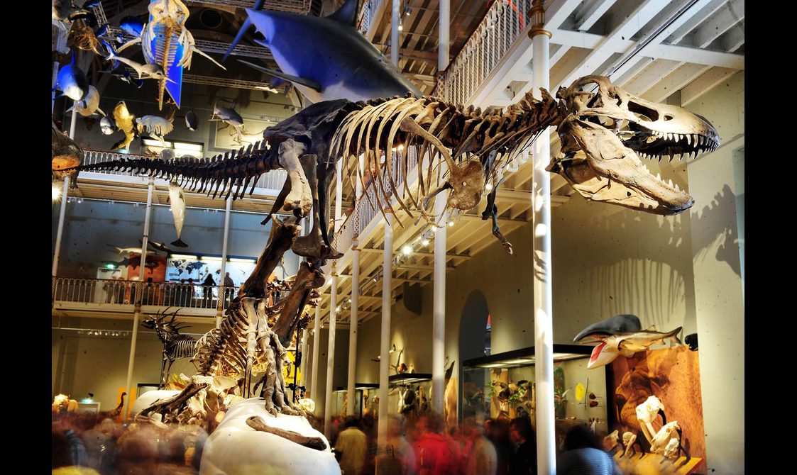 The skeleton of a tyrannosaurus rex on display in a multi-storey museum gallery.