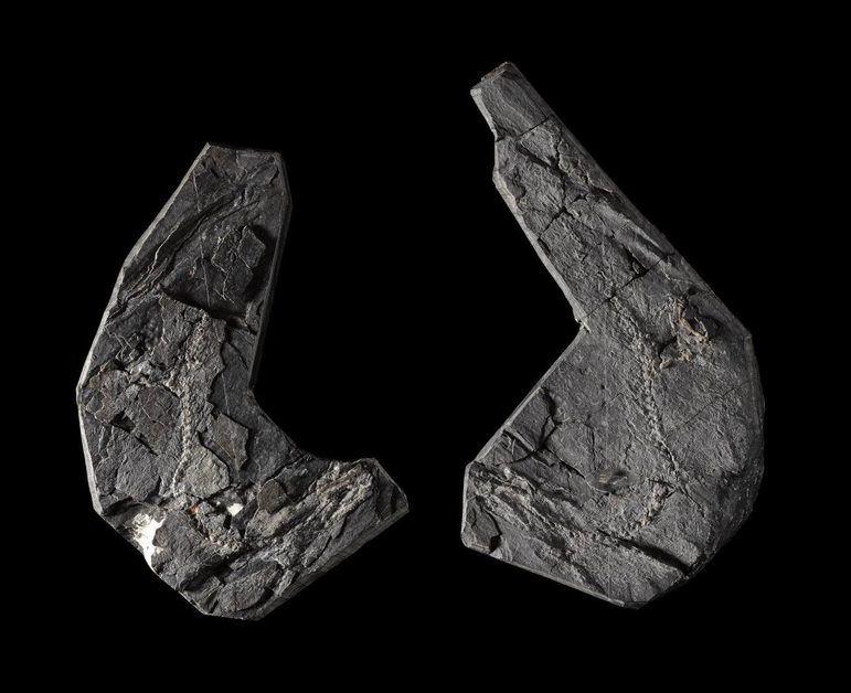 Two curved grey fossiled stones against a black background
