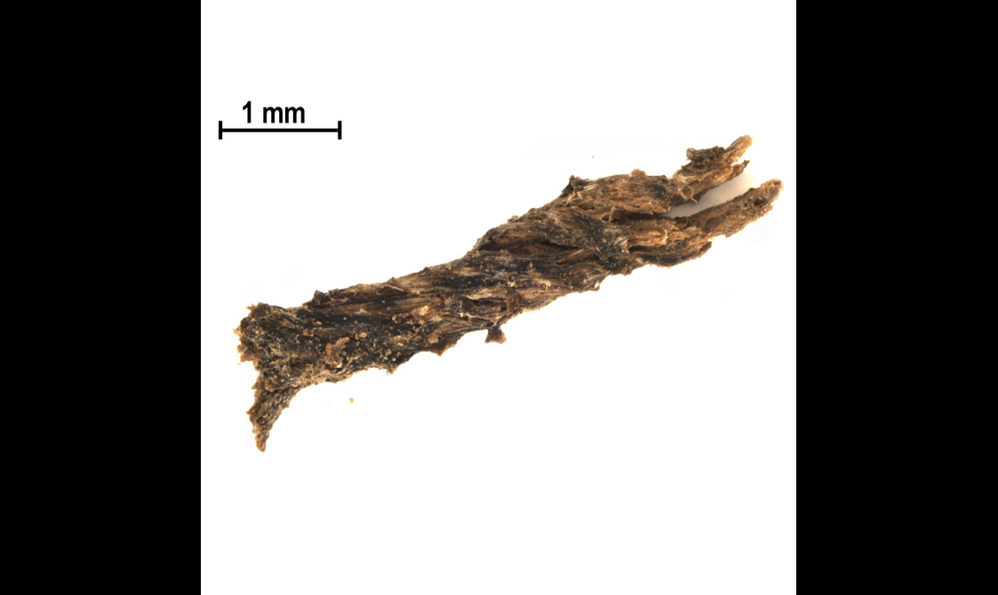 Microscopic closeup of a severed, rope-like strand of yellow-brown material against a white background